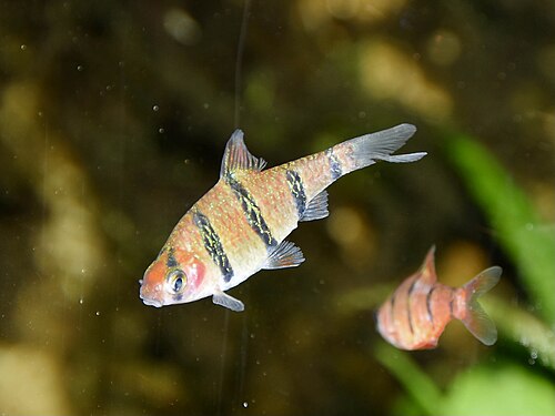 A photo of a Five-banded Barb