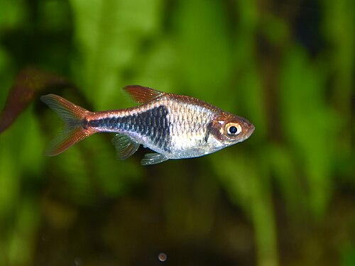 A harlequin rasbora showing the black triangular flank marking