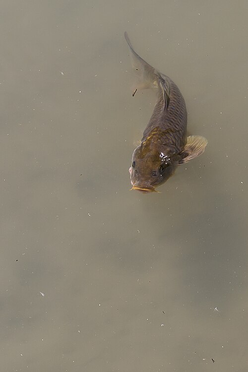 A photo of a Common Carp