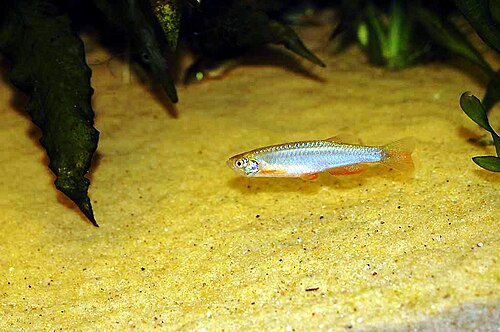 A photo of a Pearl Danio