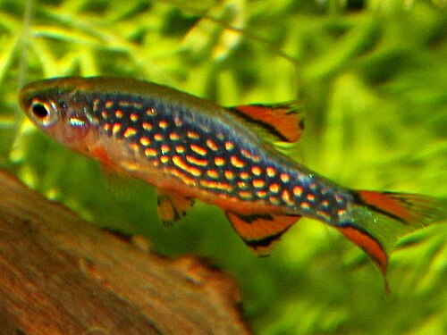 A photo of a Celestial Pearl Danio