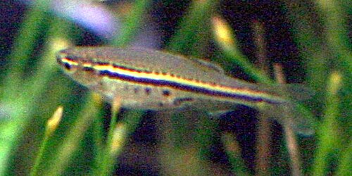 A photo of a Spotted Danio