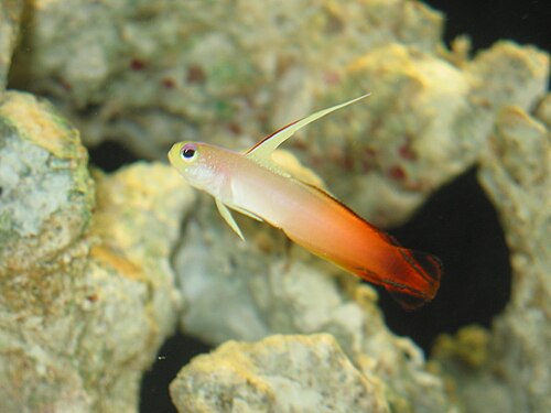 A firefish goby with a raised dorsal fin