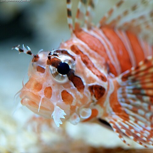 A photo of a Zebra Lionfish