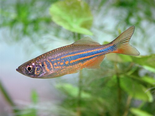 A photo of a Giant Danio