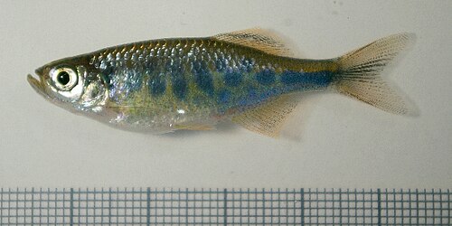 A photo of a Barred Danio