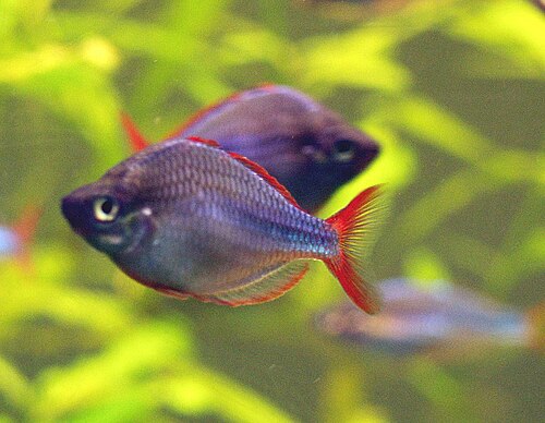 A photo of a Dwarf Neon Rainbowfish