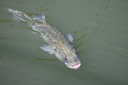A photo of a European Seabass