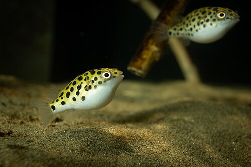 A photo of a Green Spotted Puffer