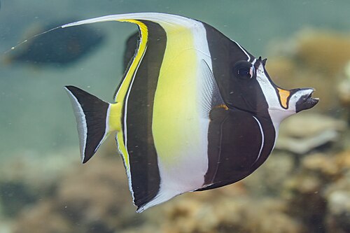 A photo of a Moorish Idol