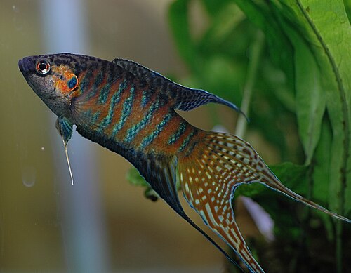 A male paradise fish with red and blue banding