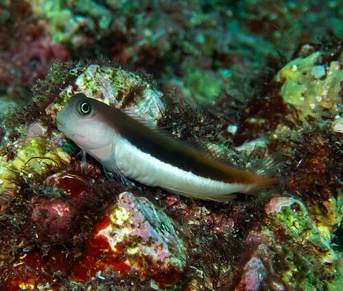 A photo of a Bicolor Blenny
