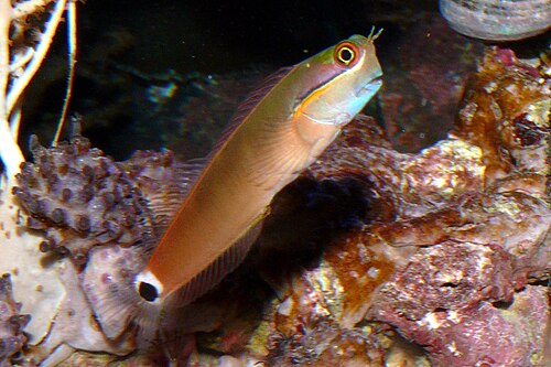 A photo of a Tailspot Blenny