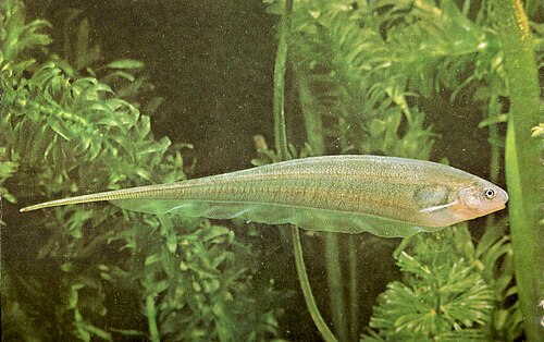 A photo of a Glass Knifefish