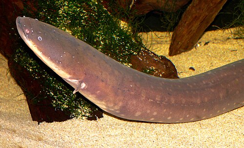 A photo of a Electric Eel