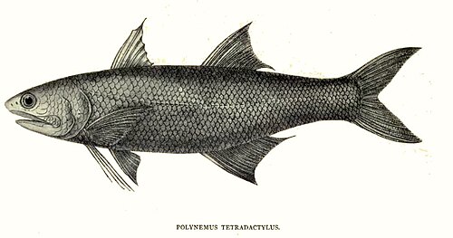A photo of a Indian Salmon