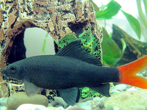 A photo of a Red-tailed Black Shark