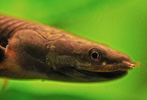 A photo of a Reedfish