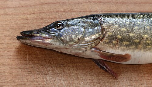 A photo of a Northern Pike