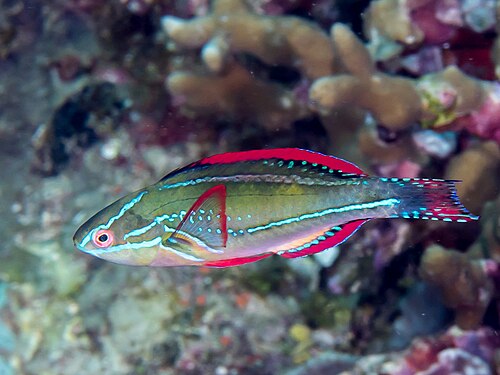 A photo of a Exquisite Fairy Wrasse
