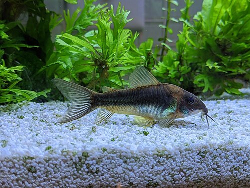 A bronze corydoras catfish on the substrate