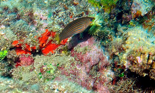 A photo of a Melanurus Wrasse
