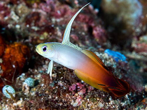 A photo of a Firefish