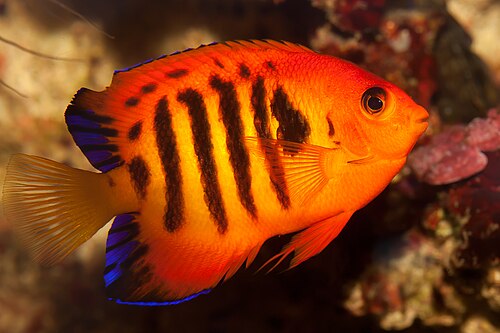 A flame angelfish, red-orange with dark bars
