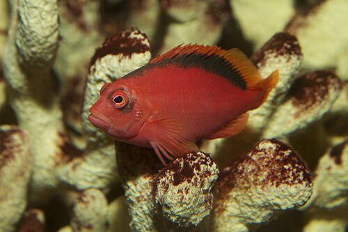 A photo of a Flame Hawkfish