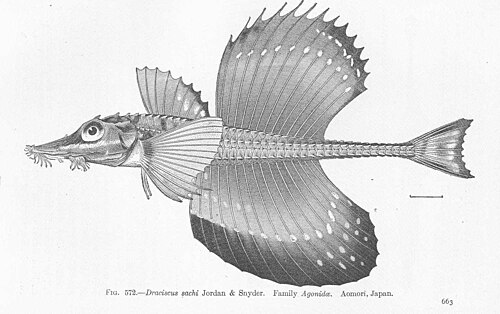 A photo of a Alligatorfish