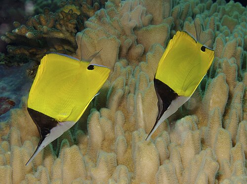 A photo of a Longnose Butterflyfish