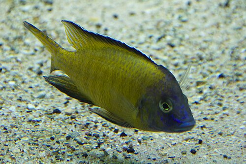 A photo of a Peacock Cichlid