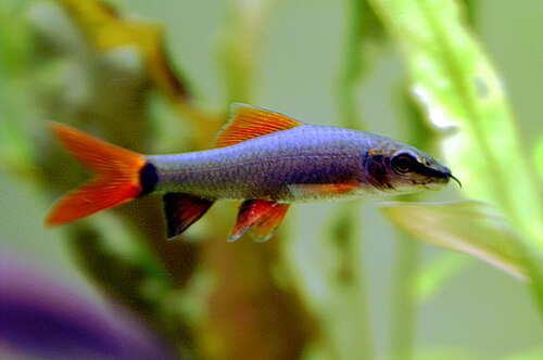 A rainbow shark with a dark body and red fins