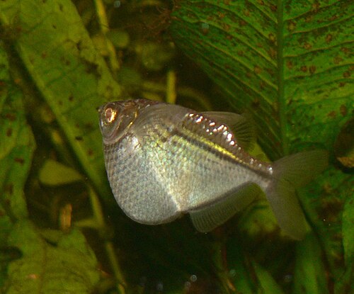 A photo of a Silver Hatchetfish