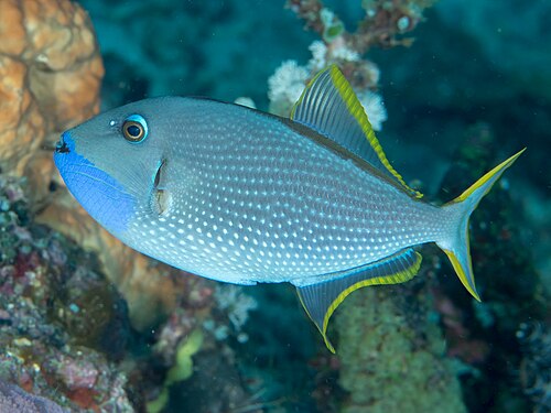 A photo of a Bluechin Triggerfish
