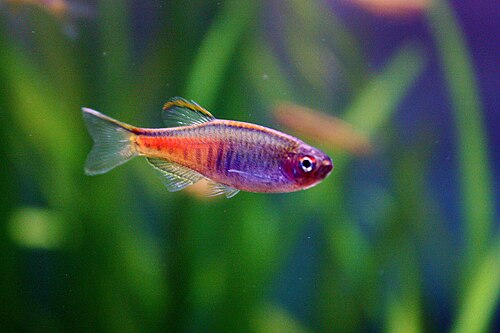 A photo of a Glowlight Danio