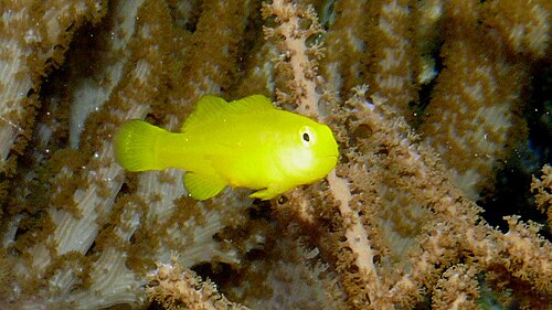 A photo of a Yellow Clown Goby
