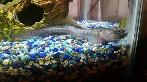 A photo of a Dragon Goby