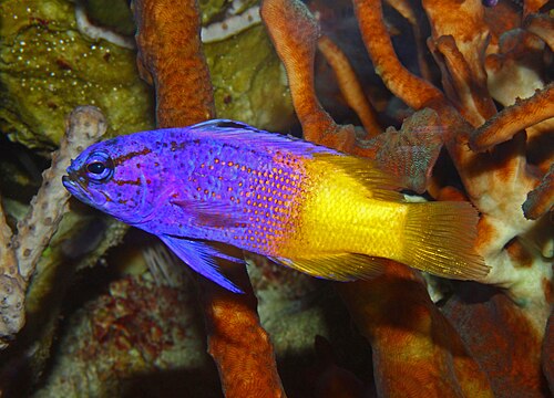 A royal gramma, purple in front and yellow behind