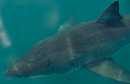 A photo of a Great White Shark