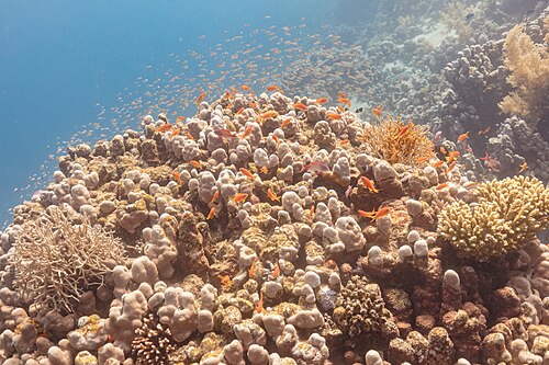 A photo of a Lyretail Anthias