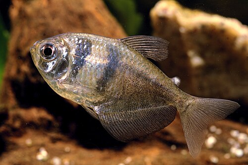 A photo of a Black Tetra