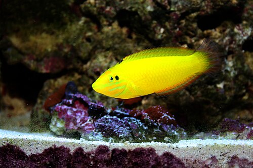 A photo of a Yellow Coris Wrasse