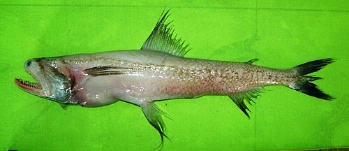 A photo of a Bombay Duck