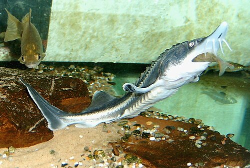 A photo of a Beluga Sturgeon