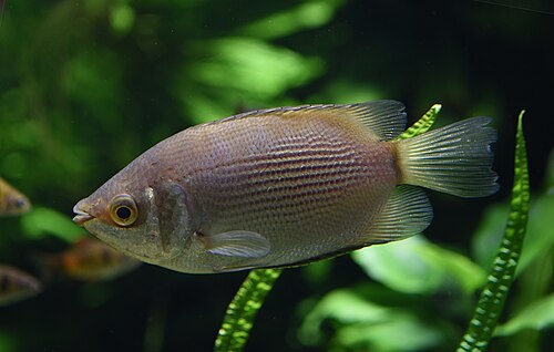A photo of a Kissing Gourami