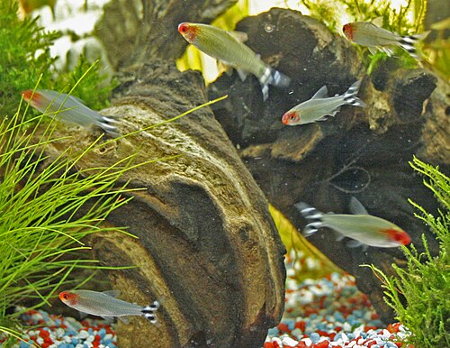 A rummy-nose tetra with a red head and striped tail
