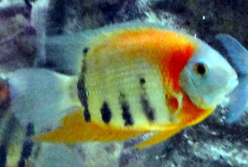 A photo of a Severum