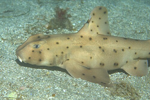 A photo of a Horn Shark