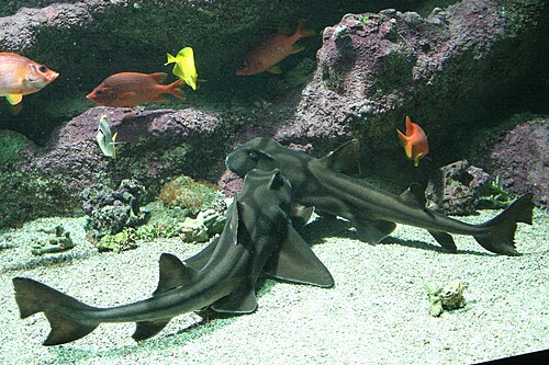 A photo of a Port Jackson Shark